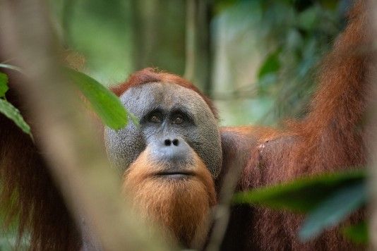 Visit the Sumatran Orangutan Society