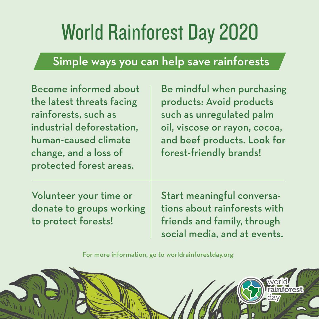 World Rainforest Day Save Rainforests Rainforest Cons - vrogue.co