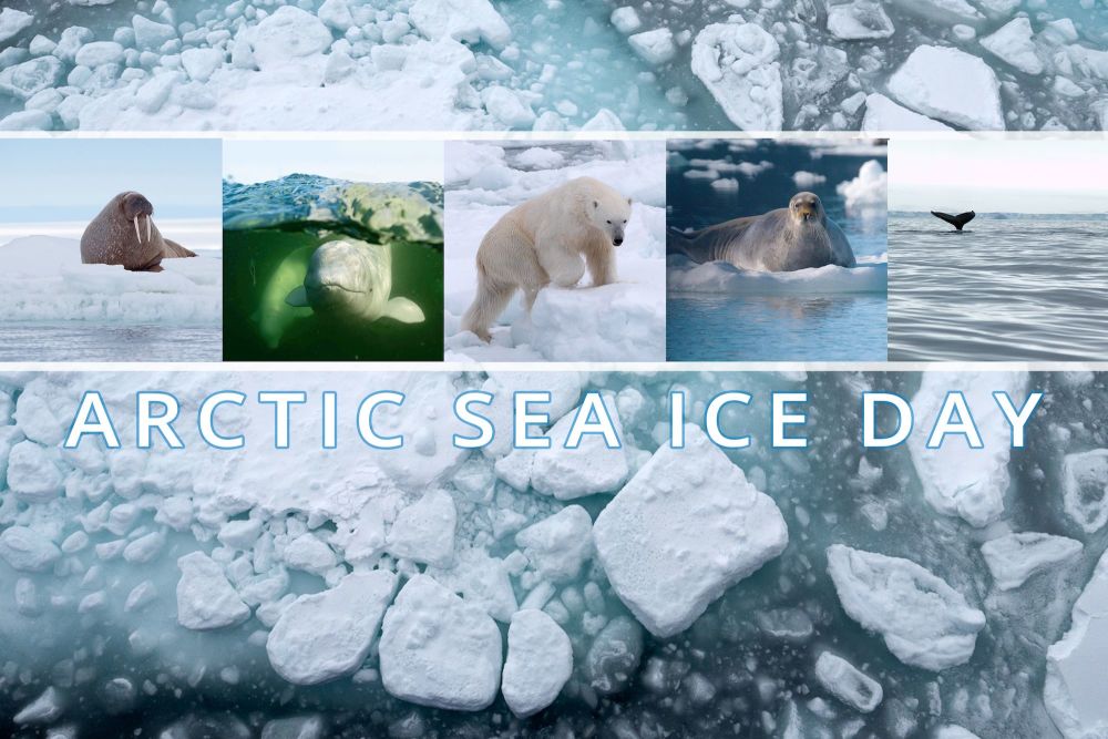 Find out more about Arctic Sea Ice Day with Polar Bears International