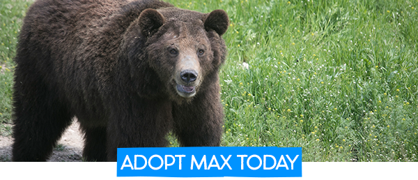 Adopt Max the Bear