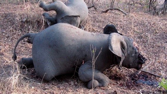 Let's stop this Poaching Pandemic