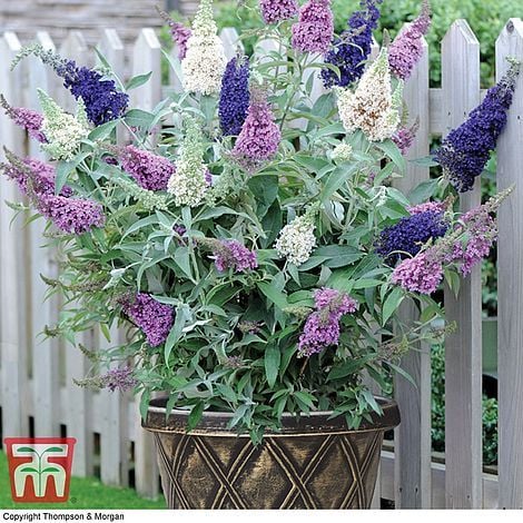 Buddleja 'Buzz® 3 in 1'