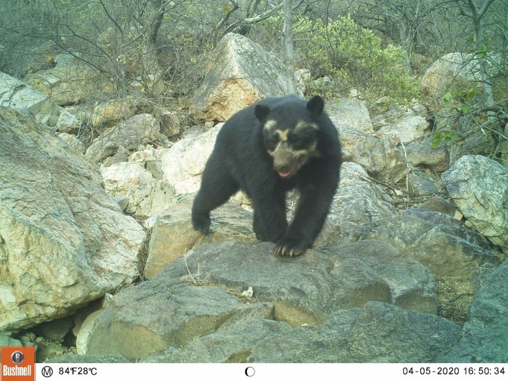 Camera traps are surely a bear necessity in conservation work!