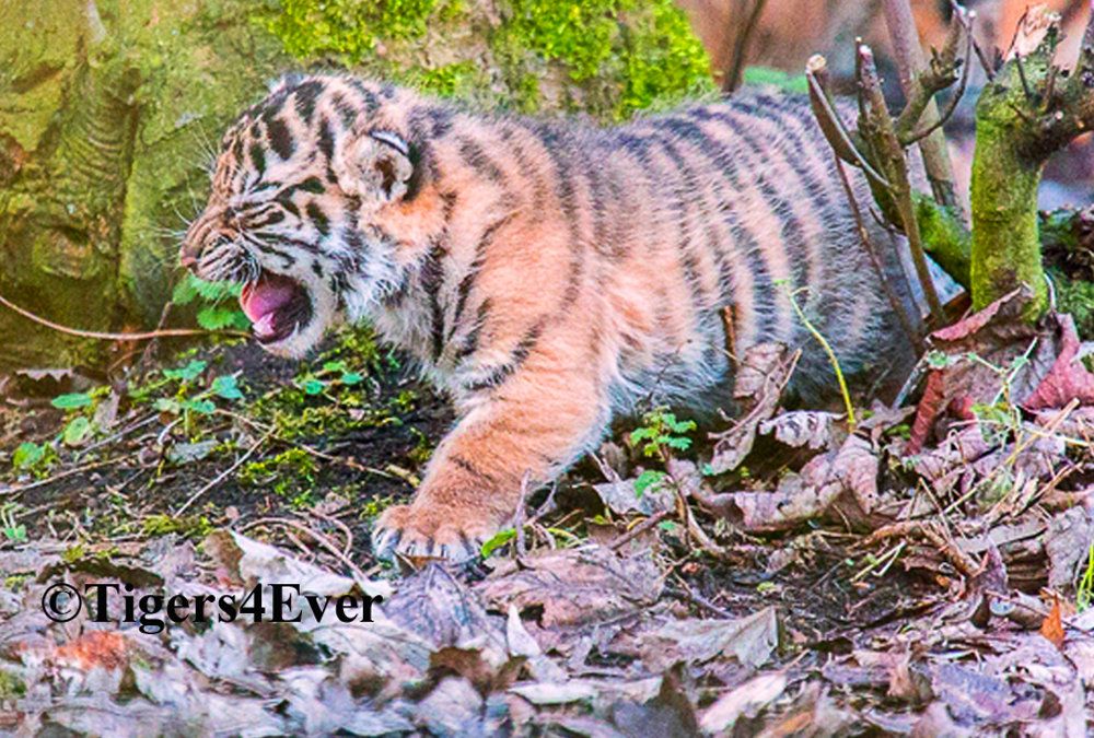 Help Tigers4Ever protect tigers