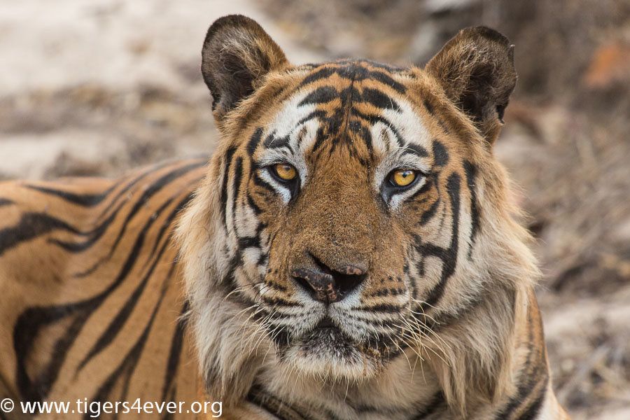 Tigers need our help - they need protecting