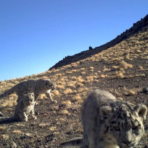 #GivngTuesday - help Snow Leopards