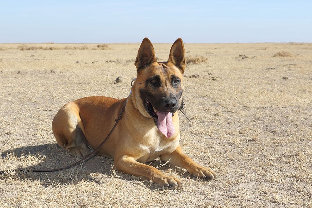 Adopt an Anti-Poaching Dog