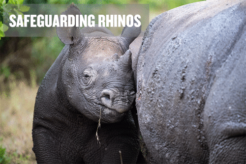 Help safeguard rhinos and make a donation to the Safeguarding Rhinos campaign for the Ol Pejeta Conservancy with Global Giving