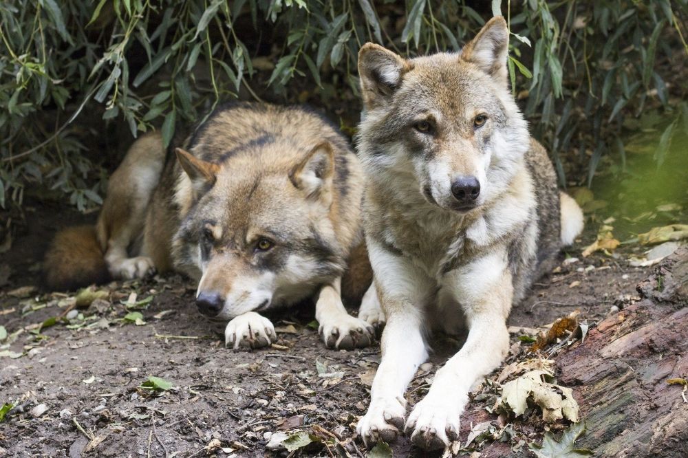 The Mexican Grey Wolf is just one species Defenders of Wildlife help