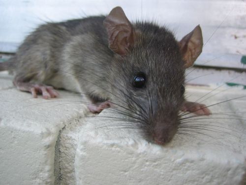Ways to keep rats and mice away from your home humanely