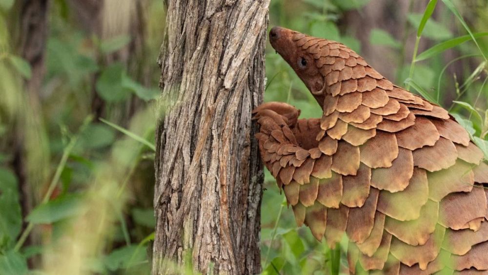 Your donation could help protect pangolins in South Africa 