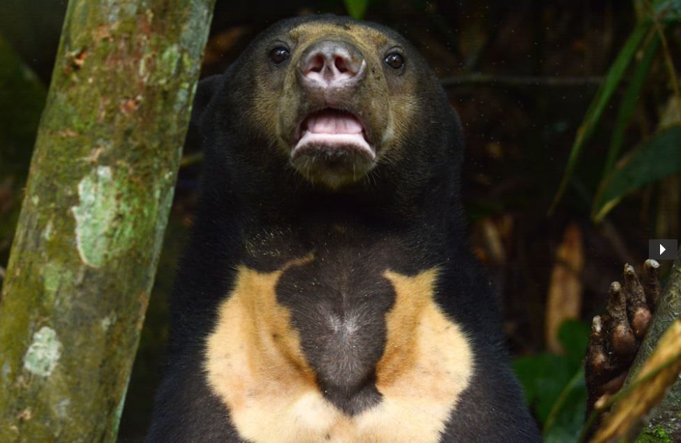 You could help sun bears in Borneo