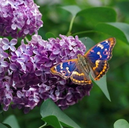 The rare purple emperor butterfly needs this habitat