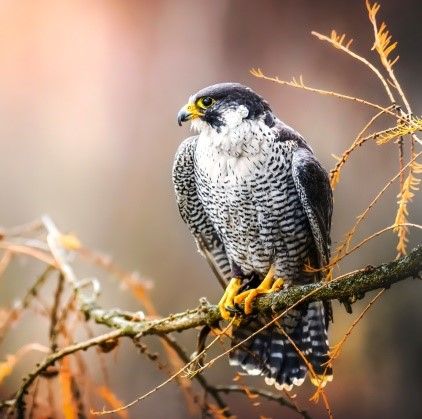 The peregrine falcon needs this habitat