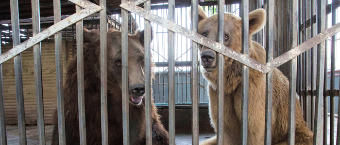 Help International Animal Rescue free bears from captivity
