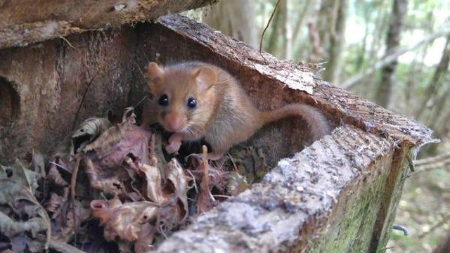 The Stepping Stones project will help wildlife such as dormice