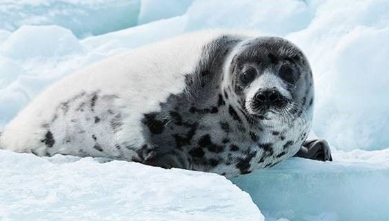 Sign petition to end the Atlantic commercial seal hunt