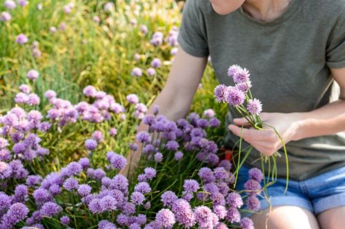 Gardening brings lots of benefits