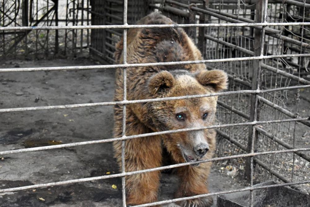 International Animal Rescue needs our help to rescue Nelson the bear