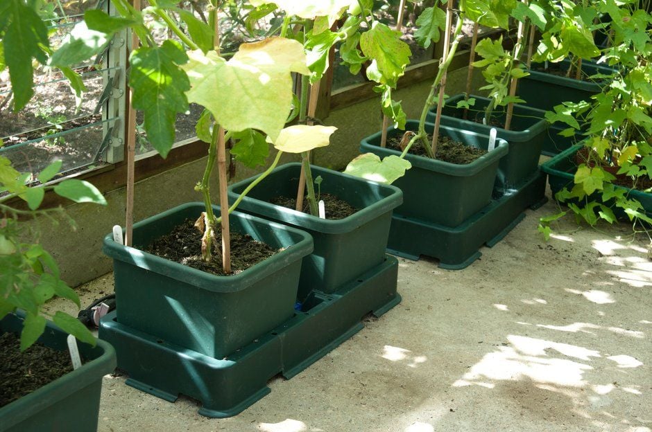 Use self-watering pots or baskets