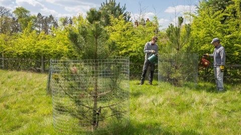 Help the National Trust achieve their ambition to establish 20 million trees by 2030