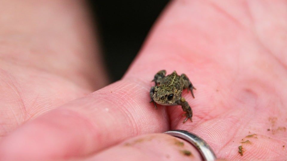 The natterjack toad will benefit from the work being done at Formby sand dunes