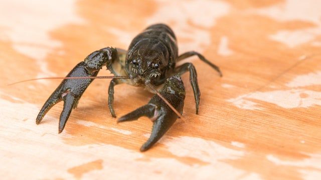 White-clawed crayfish have a fresh chance of survival in Northumberland