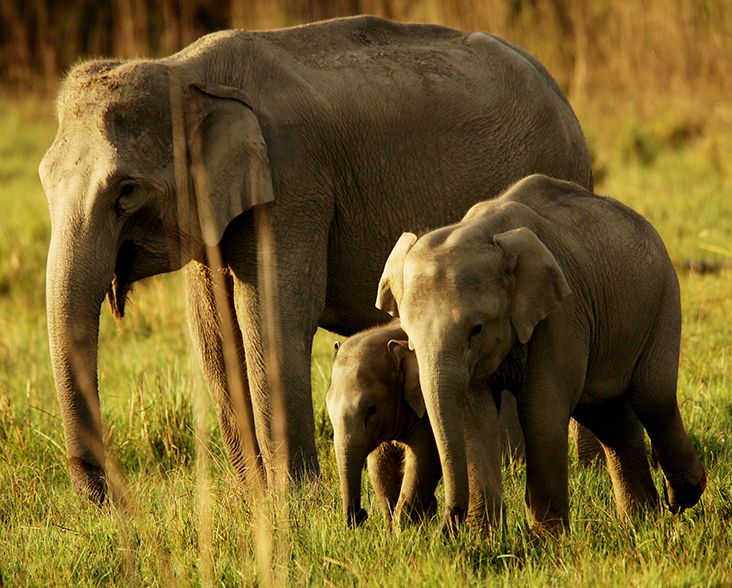 The "elephant path" will benefit Asian elephants and lots of other wildlife