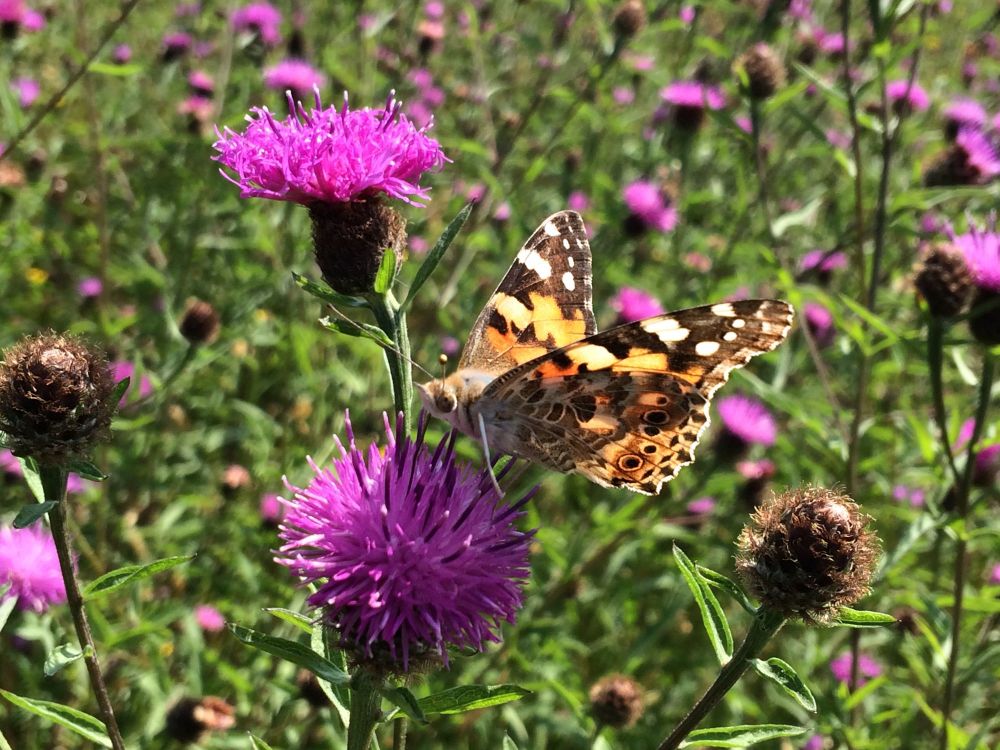 This Painted Lady was recorded on common knapweed, photo copyright Trevor Dines