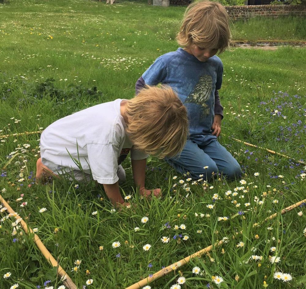 The whole family can get involved in counting the flowers in your lawn!  Photo copyright Archie Thomas