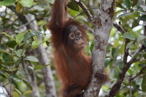 Find out how you can help orangutans with the Orangutan Foundation
