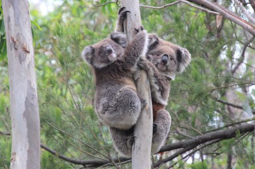 Koalas need us to stretch out and give our support