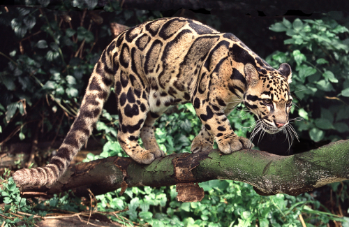 The clouded leopard is well adapted to prowling through the forest