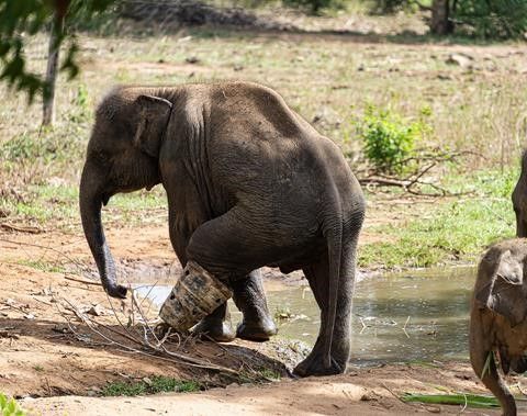 This elephant has been injured by a snare - the boot is protecting his leg