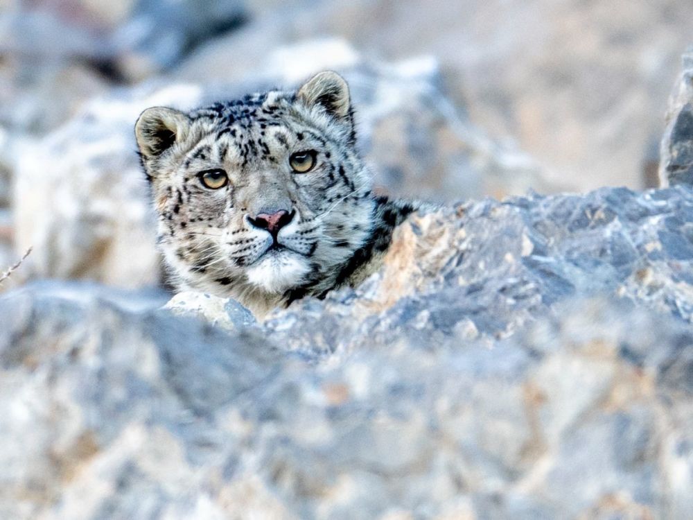 Please help the Snow Leopard Trust buy vital gear in time for their research trip 