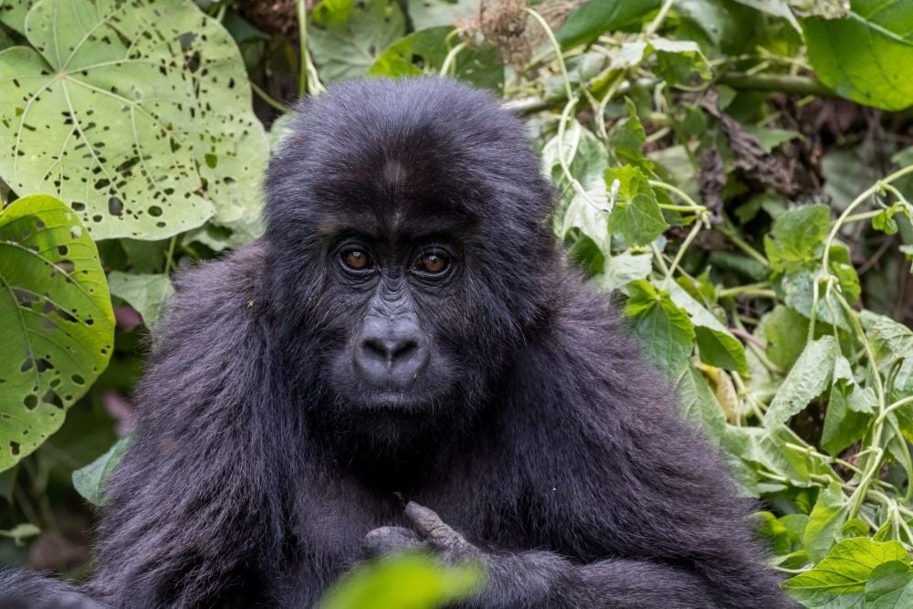 Please help FFI help the Grauer Gorilla!