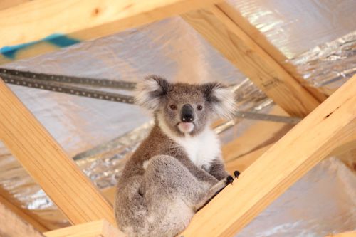 Koalas need habitat to survive and thrive - too many have lost their habitats because of bushfires, logging and development