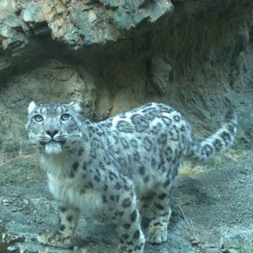 How about a Research Camera Adoption to support snow leopard conservation?