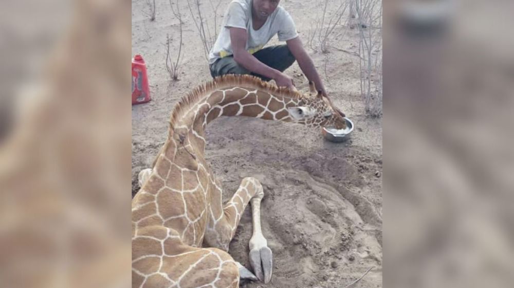 Please help Animal Survival International help wildlife affected by the drought in Kenya