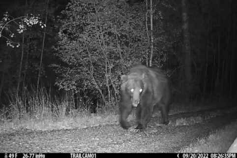 This grizzly bear can pass through a protected wildlife corridor, thanks to the Grave Creek Project 