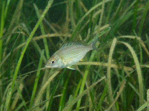 March is Seagrass Awareness Month