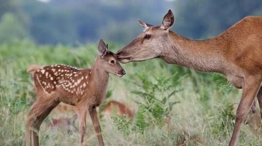 Become a member of the Woodland Trust and support their work