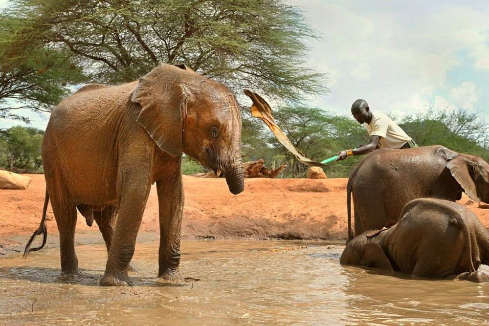 Help the Sanctuary give the elephants a sustainable source of water