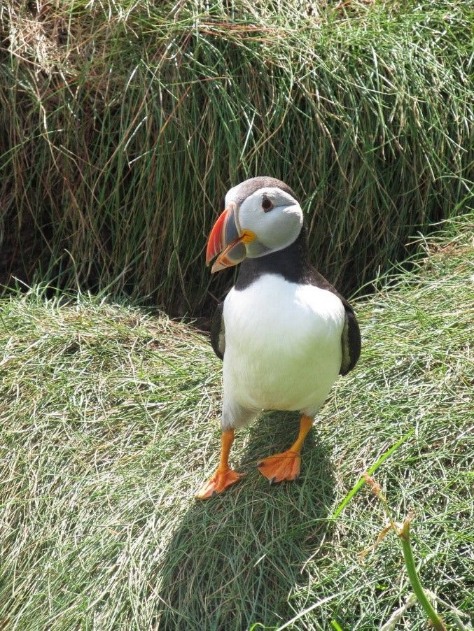 The puffin  is a much loved seabird who needs the coastline and cliffs.