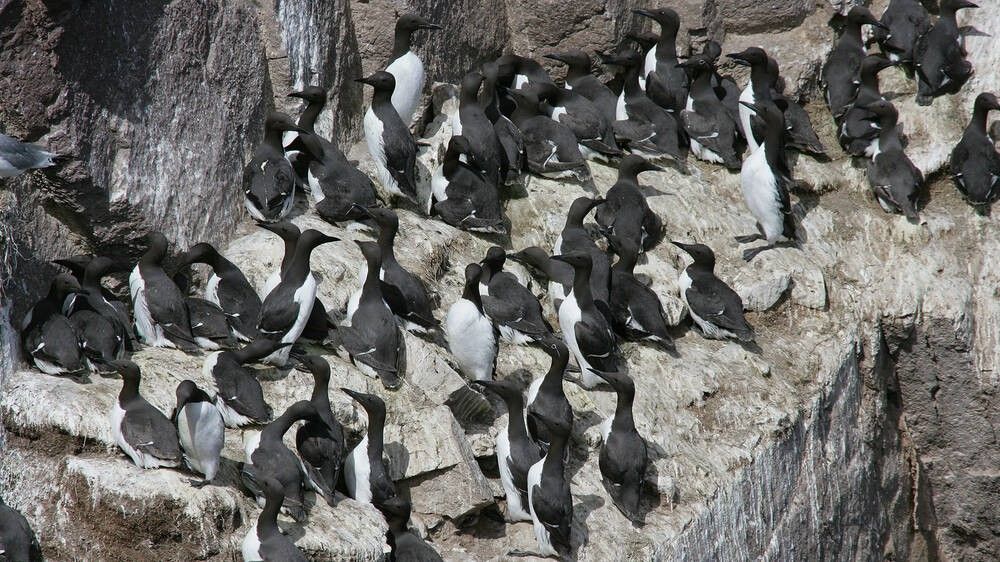 The National Trust for Scotland protects miles and miles of coastline - and guillemots are some of seabirds who are dependent on it.