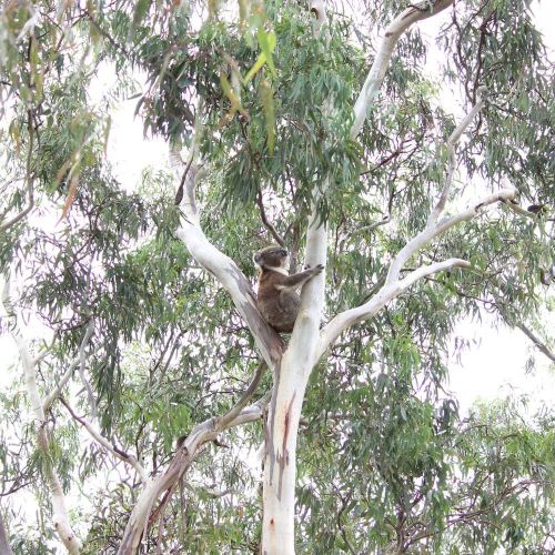 Koalas need forest to survive and thrive