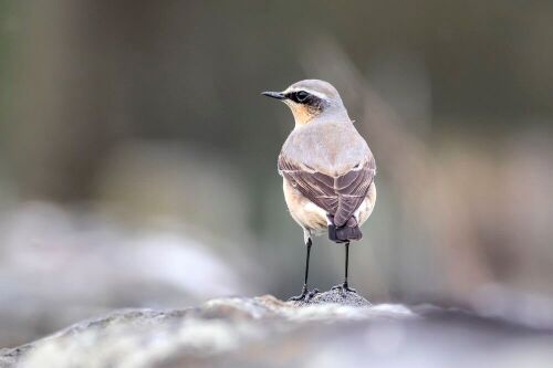 The wheatear is one species that is enjoying the results of this restoration project