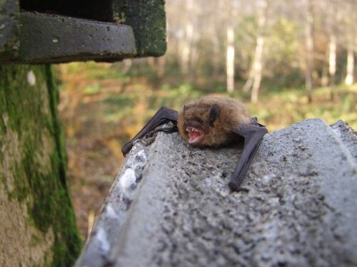 There's a Bat Reserve at Threave Garden & Estate
