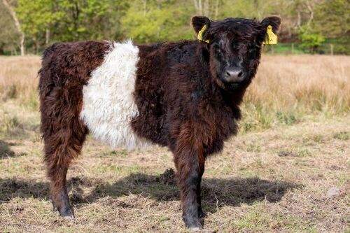 The Belted Galloway cattle have been very busy working on the project