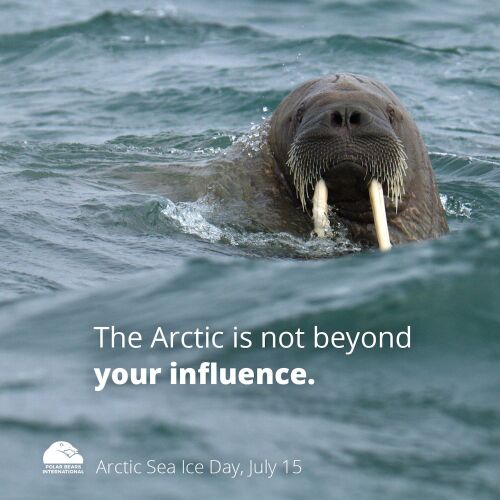 You can download this image from the Polar Bears International tool kit - don't forget to tag them !